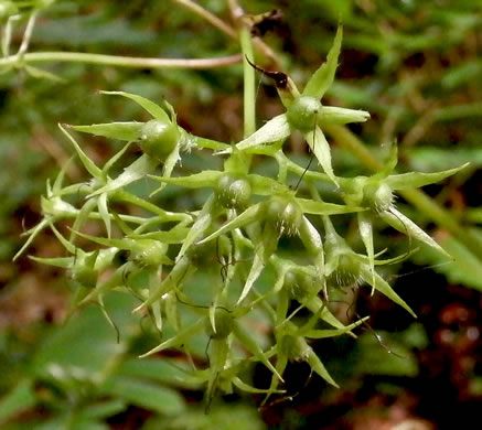 image of Hydrophyllum canadense, Mapleleaf Waterleaf, Broadleaf Waterleaf, Canada Waterleaf, Bluntleaf Waterleaf