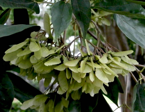 image of Acer buergerianum, Trident Maple