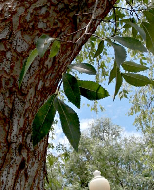 image of Ulmus parvifolia, Lacebark Elm, Chinese Elm