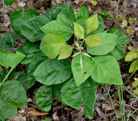 image of Desmodium viridiflorum, Velvety Tick-trefoil, Velvety Tick-clover