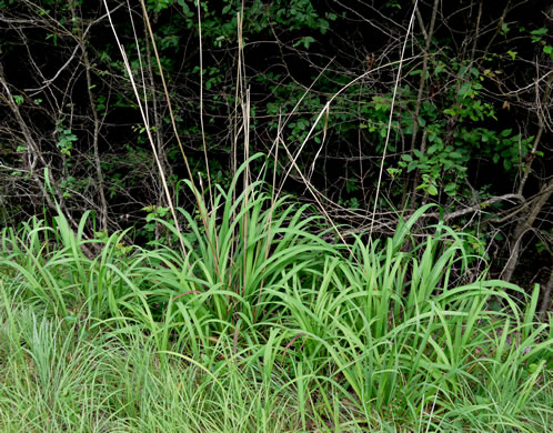 image of Erianthus contortus, Bent-awn Plumegrass