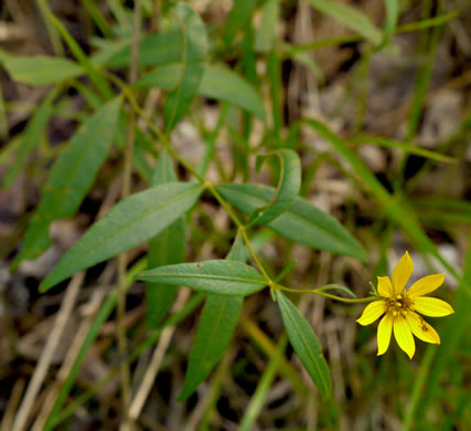 image of Coreopsis major var. rigida, Whorled Coreopsis, Stiffleaf Coreopsis, Greater Tickseed, Whorled Tickseed