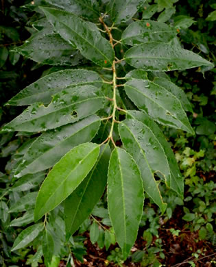 image of Prunus serotina var. serotina, Black Cherry, Eastern Wild Black Cherry, Bird Cherry