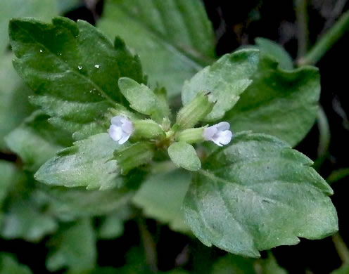 image of Clinopodium gracile, Slender Wild Basil, Slender Calamint