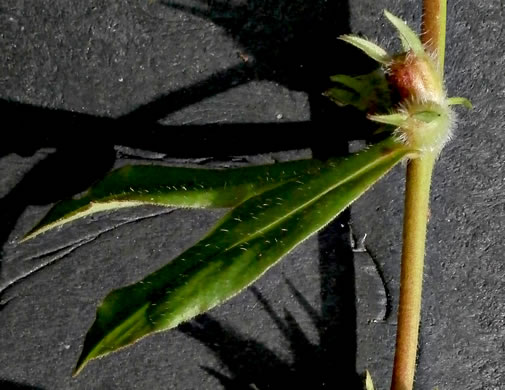 image of Diodia virginiana, Virginia Buttonweed, Large Buttonweed