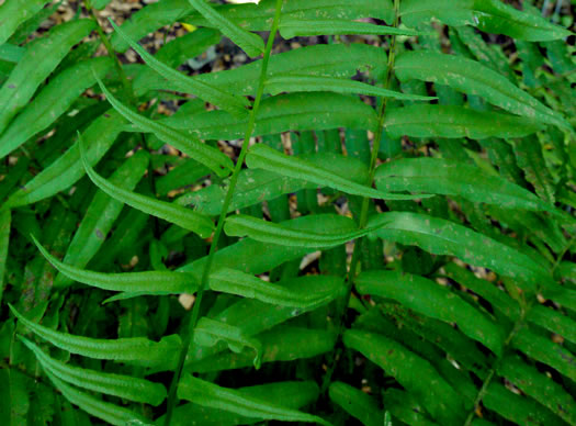 image of Diplaziopsis pycnocarpa, Glade Fern