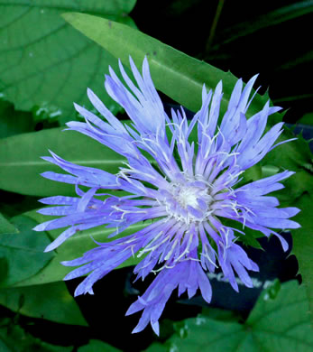 image of Stokesia laevis, Stokes Aster, Stokesia, Blue Stokesia