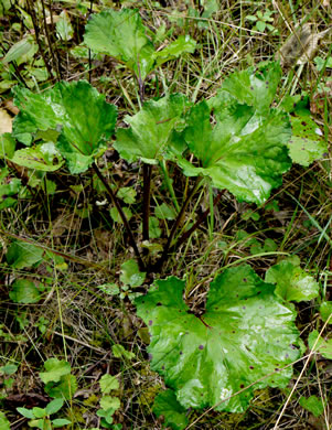 image of Tussilago farfara, Coltsfoot