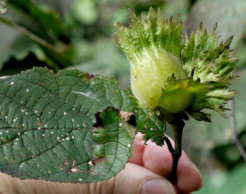 image of Corylus americana, American Hazelnut, American Filbert