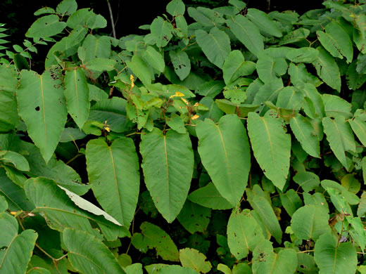 image of Reynoutria sachalinensis, Giant Knotweed, Sachaline