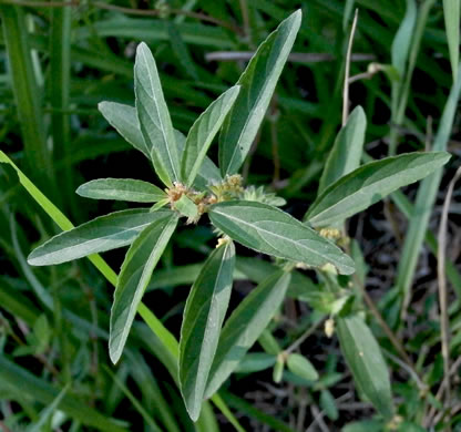 image of Acalypha gracilens, Slender Threeseed Mercury, Slender Copperleaf, Shortstalk Copperleaf