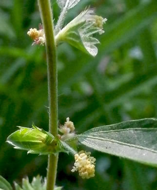 image of Acalypha gracilens, Slender Threeseed Mercury, Slender Copperleaf, Shortstalk Copperleaf