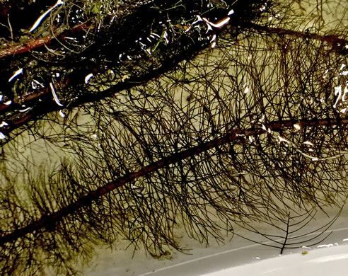 Myriophyllum laxum, Loose Water-milfoil, Sandhills Milfoil, Lax Water-milfoil, Piedmont Water-milfoil