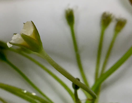 image of Nymphoides cristata, Crested Floating Heart, Water Snowflake