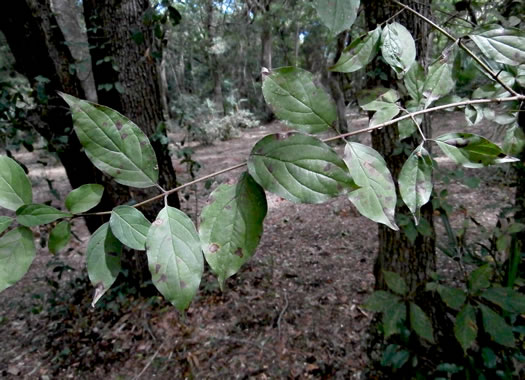 image of Swida asperifolia, Eastern Roughleaf Dogwood