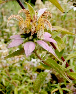 image of Monarda punctata var. punctata, Eastern Horsemint, Spotted Beebalm