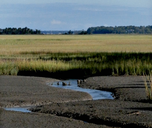 image of Spartina alterniflora, Saltmarsh Cordgrass, Smooth Cordgrass