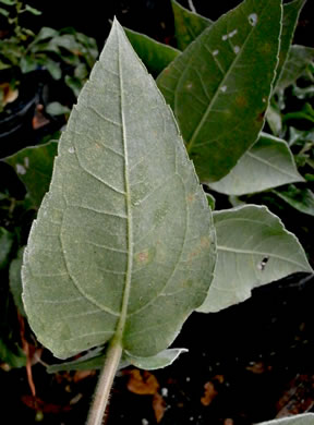 image of Helianthus mollis, Downy Sunflower, Ashy Sunflower, Gray Sunflower