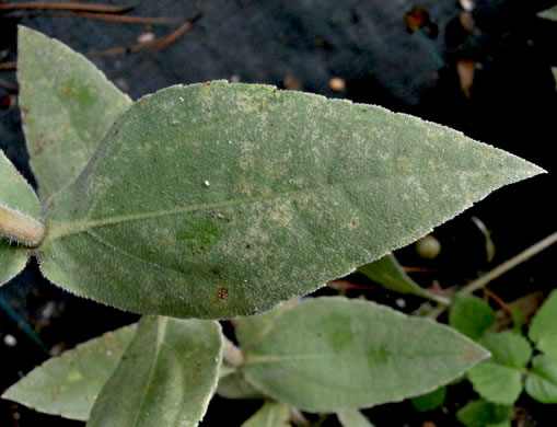 image of Helianthus mollis, Downy Sunflower, Ashy Sunflower, Gray Sunflower