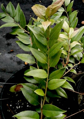 image of Agarista populifolia, Tall Fetterbush, Florida Leucothoe, Florida Hobblebush, Agarista