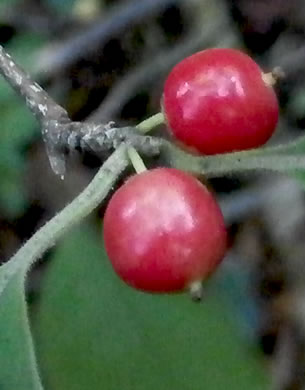 image of Ilex ambigua, Carolina Holly