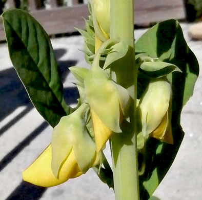 image of Crotalaria spectabilis, Showy Rattlebox