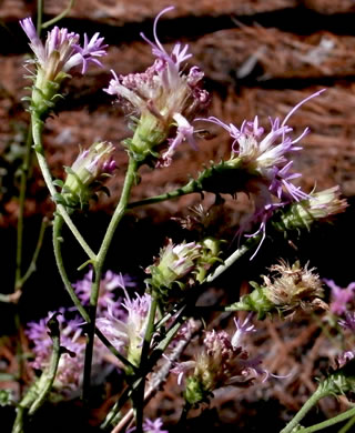 image of Carphephorus bellidifolius, Sandhill Chaffhead, Carphephorus, Sandywoods Chaffhead