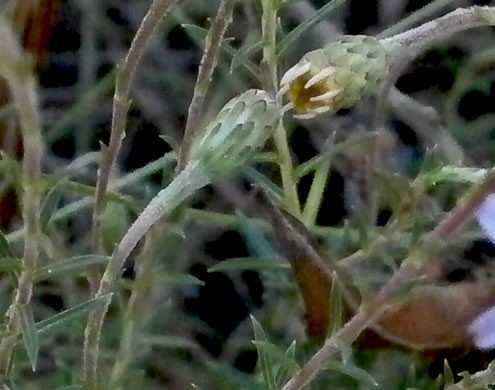 image of Ionactis linariifolia, Stiffleaf Aster, Flaxleaf Aster, Spruce Aster