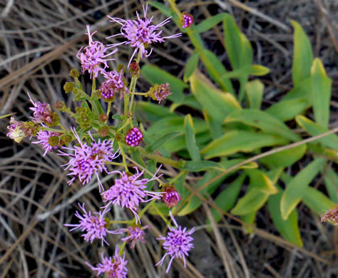 image of Carphephorus bellidifolius, Sandhill Chaffhead, Carphephorus, Sandywoods Chaffhead