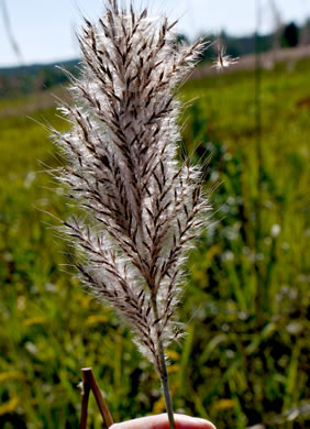 image of Erianthus giganteus, Sugarcane Plumegrass, Giant Plumegrass