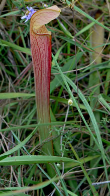 image of Sarracenia rubra ssp. rubra, Carolina Sweet Pitcherplant, Carolina Redflower Pitcherplant, Red Pitcherplant, Sweet Pitcherplant