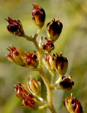 image of Triantha racemosa, Coastal Bog Asphodel, Southern Bog Asphodel, Coastal False Asphodel, Savanna Asphodel