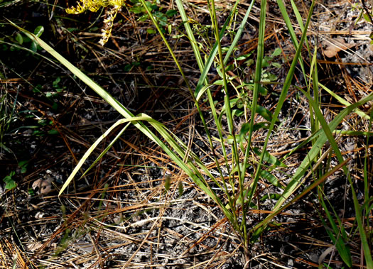 image of Tridens carolinianus, Carolina Triodia, Carolina Fluffgrass