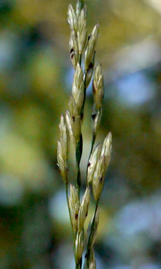 image of Tridens carolinianus, Carolina Triodia, Carolina Fluffgrass