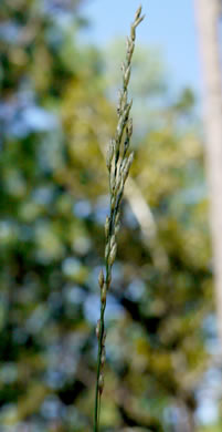 image of Tridens carolinianus, Carolina Triodia, Carolina Fluffgrass