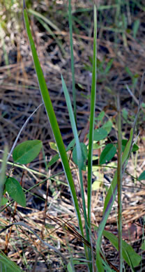 image of Paspalum bifidum, Pitchfork Paspalum, Pitchfork Crowngrass