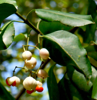 image of Euonymus fortunei, Wintercreeper, Climbing Euonymus, Chinese Spindle-tree