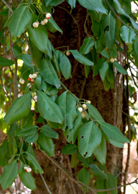 image of Euonymus fortunei, Wintercreeper, Climbing Euonymus, Chinese Spindle-tree