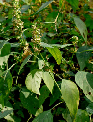 image of Dicliptera brachiata, Branched Foldwing, Dicliptera