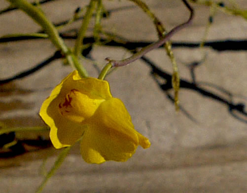 image of Utricularia biflora, Longspur Creeping Bladderwort, Twoflower Bladderwort