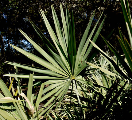 image of Serenoa repens, Saw Palmetto