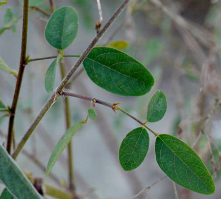 Desmodium tortuosum, Florida Tick-trefoil, dixie tick-trefoil