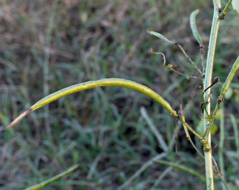 image of Senna obtusifolia, Coffeeweed, Sicklepod