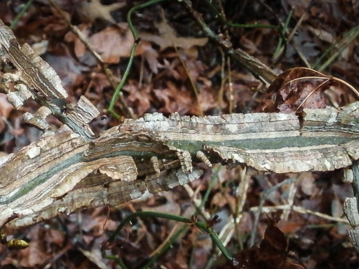 image of Liquidambar styraciflua, Sweetgum