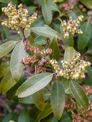 image of Pieris floribunda, Evergreen Mountain Fetterbush, Mountain Andromeda