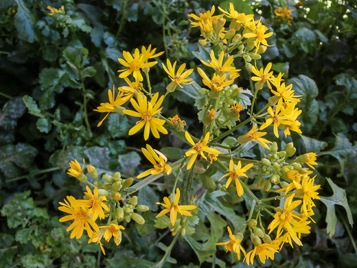 image of Packera glabella, Butterweed, Smooth Ragwort, Smooth Groundsel, Yellowtop