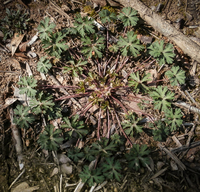 image of Geranium carolinianum, Carolina Cranesbill