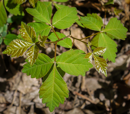 image of Rhus aromatica var. aromatica, Fragrant Sumac, Squawbush