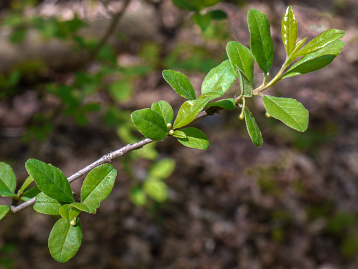 image of Ilex cuthbertii, Cuthbert Holly