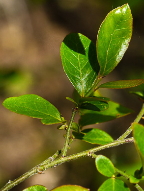 image of Vaccinium elliottii, Mayberry, Elliott's Blueberry